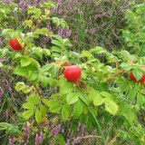 0609F 37 Rotterdam-Leer